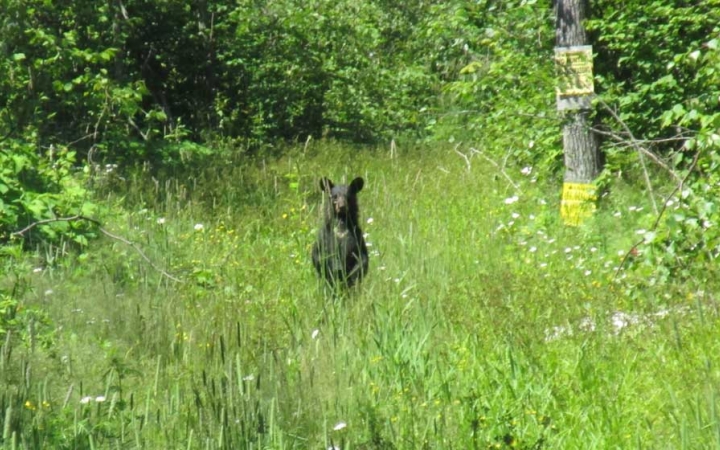 A small black bear stands on its hind legs in a meadow of thick grass and looks at the camera